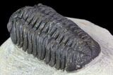 Bargain, Morocops Trilobite - Visible Eye Facets #119621-2
